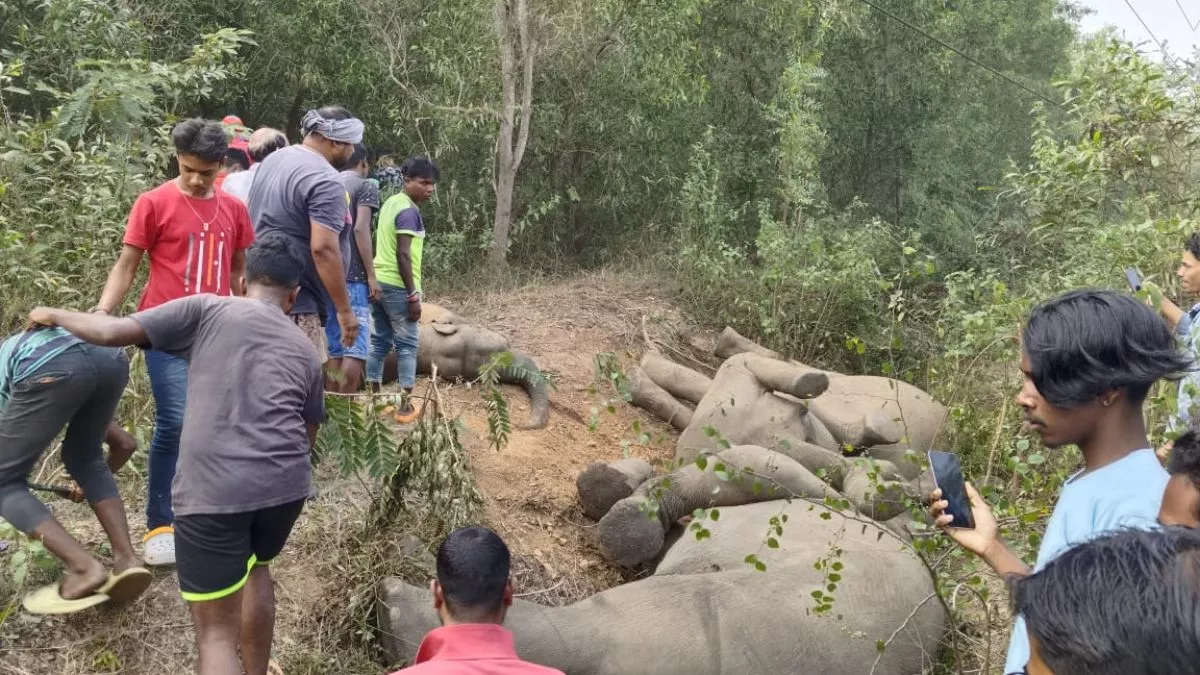 Big Accident in Jharkhand : पूर्वी सिंहभूम में हाई वोल्टेज तार की चपेट में आने से पांच हाथियों की मौत, ग्रामीणों में दहशत का माहौल