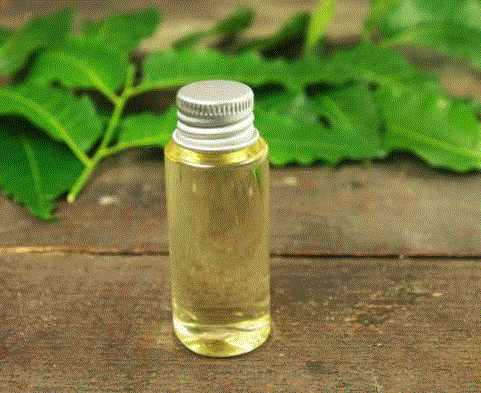 Neem Oil : सेहत और सौंदर्य के लिए उपयोगी है नीम का तेल , जानें फायदों के बारे में