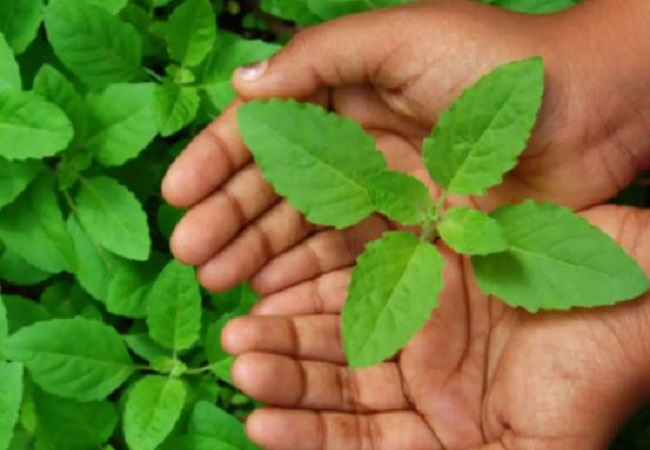 Surprising benefits of chewing basil leaves: तुलसी की पत्तियों को रोज सुबह चबा कर खाने से होते हैं ये बेहद चौंकाने वाले फायदे