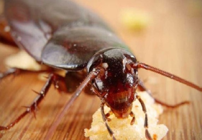 Ways to get rid of cockroaches: घर के कोनो में छिपे कॉकरोच को ऐसे दिखाएं बाहर का रास्ता