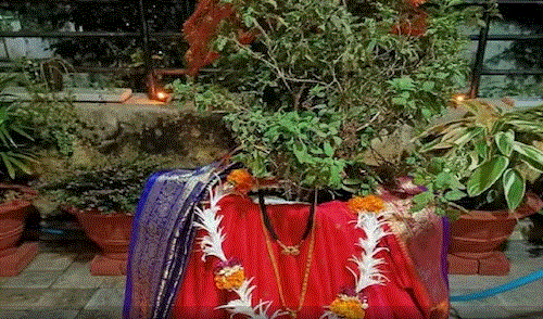 Kartik month Tulsi Puja 2024 : कार्तिक मास में तुलसी पूजा चमत्कारी माना जाता है , जानें पत्ते तोड़ने के नियम