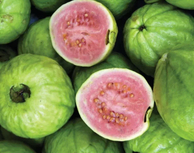Guava Benefits in Winter : सर्दियों में अमरूद का रोज सेवन करें , चमत्कारी फायदे हेल्थ परेशानियों को करें दूर