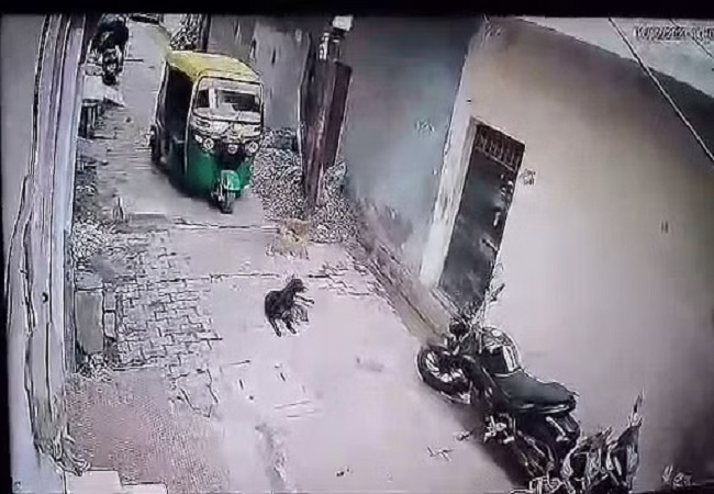 Viral Video : ऑटो चालक ने कुत्ते के बच्चों को बेरहमी से रौंदा, बेबस बेजुबान मां देखती रही