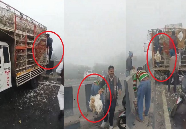 Looting of chickens loaded in truck