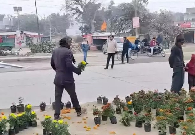 Looting of flowerpots on roadside