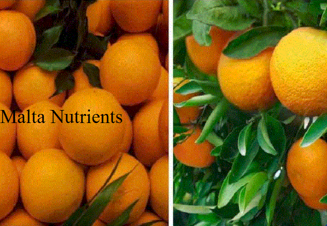 Malta Nutrients : चमत्कारी गुणों से भरपूर है माल्टा , सेवन से आपका शरीर स्वस्थ रहता