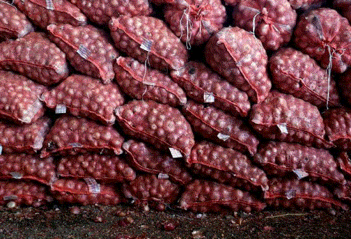 Onion Export : सरकार ने प्याज के निर्यात पर 31 मार्च तक लगाया प्रतिबंध  