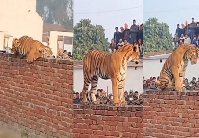 The lion came out of the forest and reached the village in Pilibhit