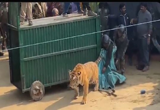 कड़ी मशक्कत के बाद आखिरकार वन विभाग ने बाघ को किया पिंजरे में कैद, लोगो ने ली राहत की सांस