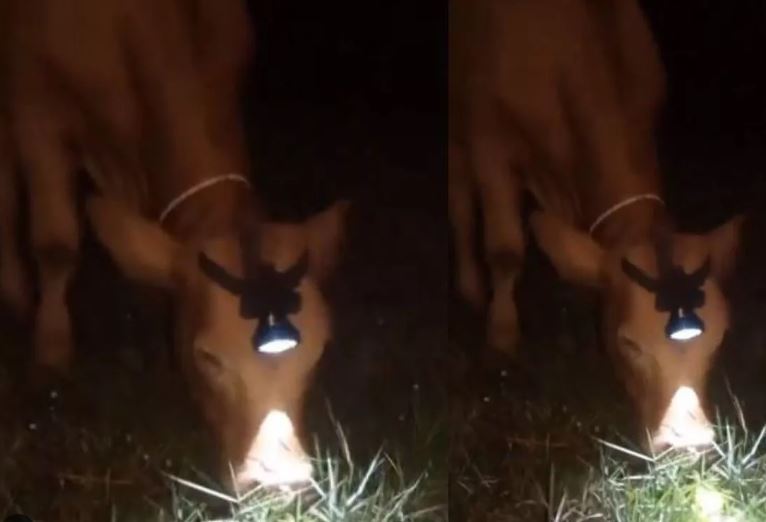 Animal Viral Video: शख्स ने रात में गाय के चरने का किया गजब जुगाड़, देखें वालों को उड़े होश