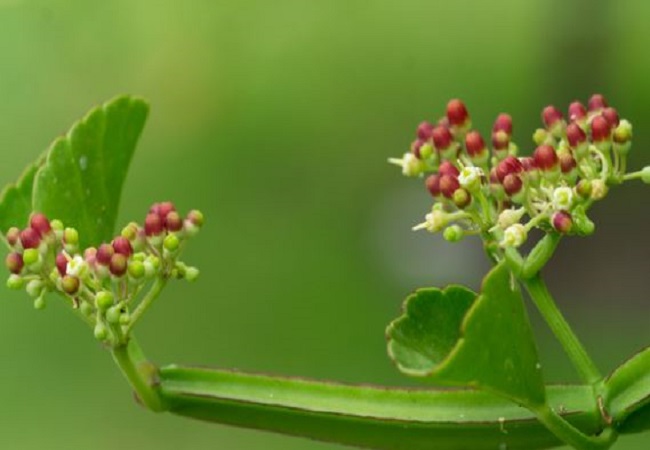 Benefits of Hadjod Ayurvedic Herbs: आयुर्वेदिक जड़ी बूटी है हड़जोड़, इसके इस्तेमाल से होती हैं शरीर की ये दिक्कतें दूर