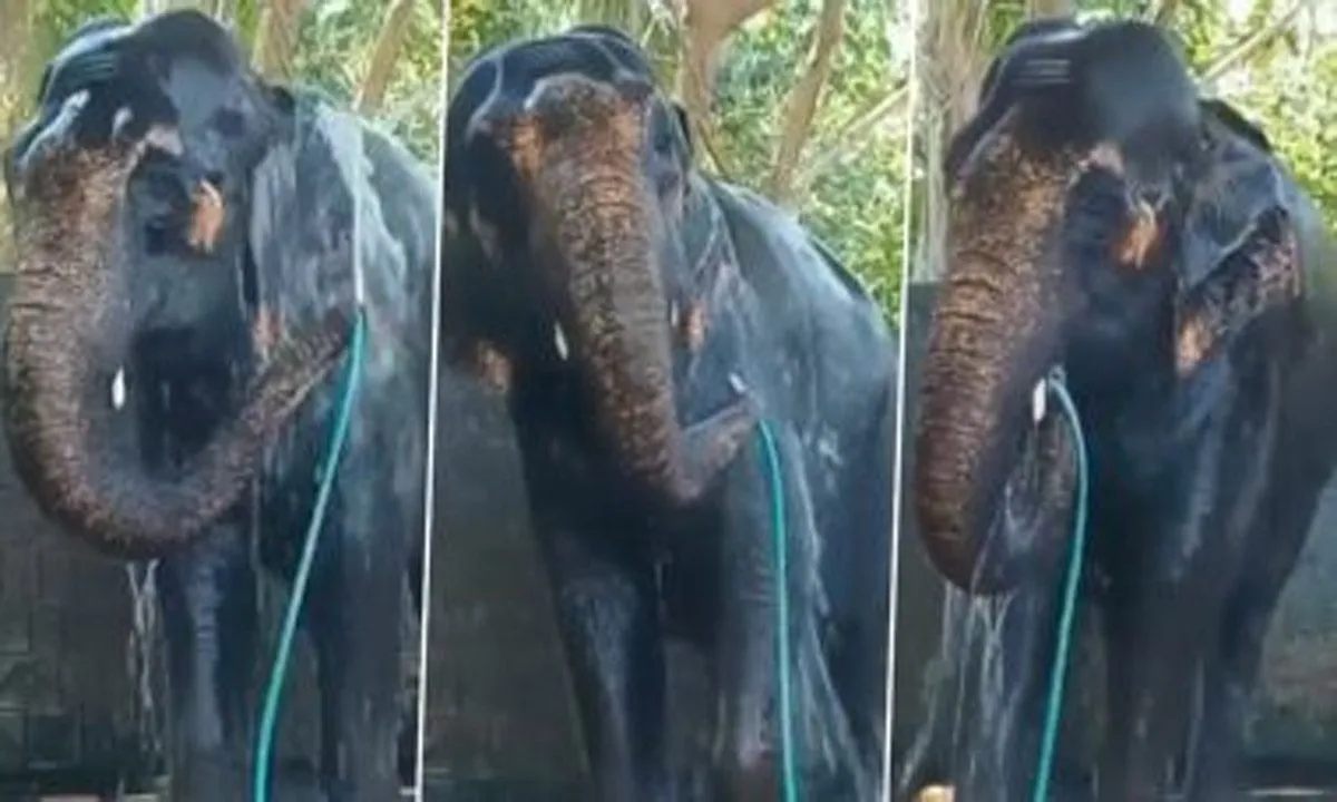 Elephant Video: हाथी राजा ने सूंड में पाइप उठा किया स्नान, वीडियो देखने वाले हुए हैरान