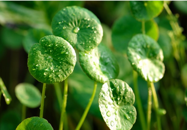 Gotu Kola is beneficial for skin care