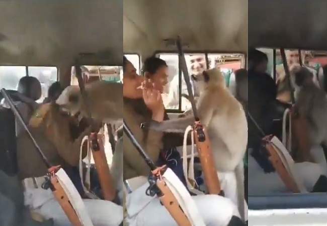 monkey started harassing woman constable
