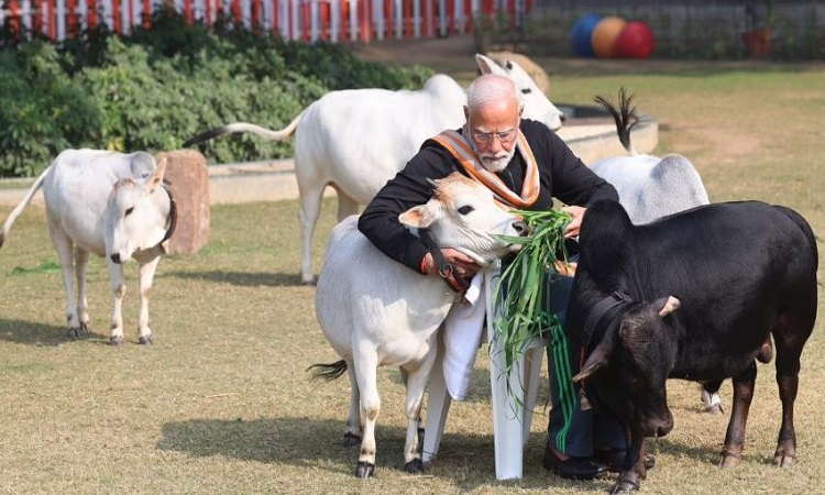 पीएम मोदी ने मकर संक्रांति पर गायों को खिलाया चारा, देखिए तस्वीर