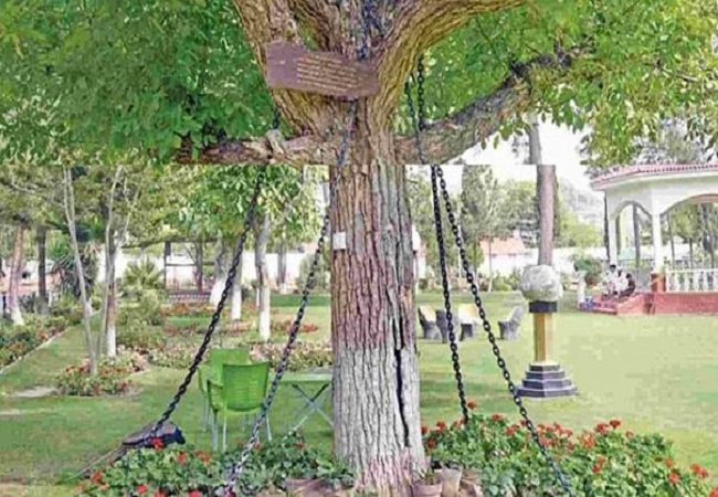 tree that was arrested and sentenced to be tied in iron chains