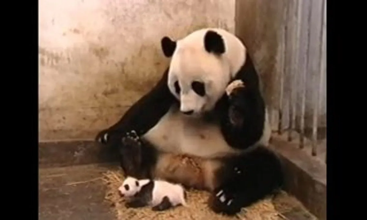 Panda cute video: बेबी पांडा ने की कुछ ऐसी हरकत, कि देख मम्मी की निकल गई चीख