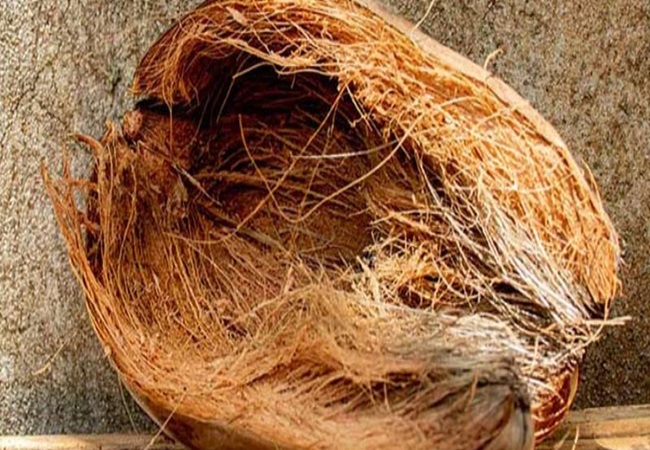 Make hair dye at home with coconut peel: नारियल के छिलके को फेंकने की बजाय बनाएं नेचुरल ड्राई, सफेद बालों को करेगा काला
