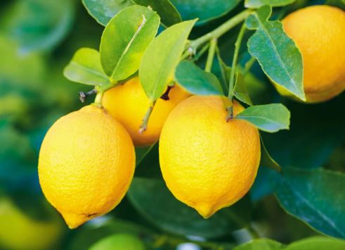 Lemon Health Tips : सेहत के लिए नींबू है पोषक तत्वों का खजाना , विटामिन सी का  बड़ा स्रोत है