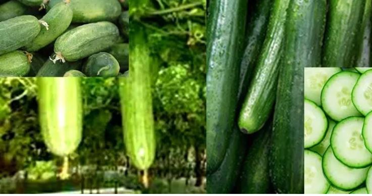 Summer kheera – kakdi Health : गर्मियों में सेहत को हरा भरा रखती है खीरा – ककड़ी