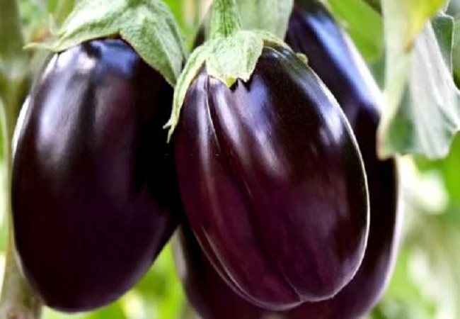 Benefits of brinjal: शुगर और हाई ब्लडप्रेशर के रोगियों के लिए फायदेमंद होता है बैंगन