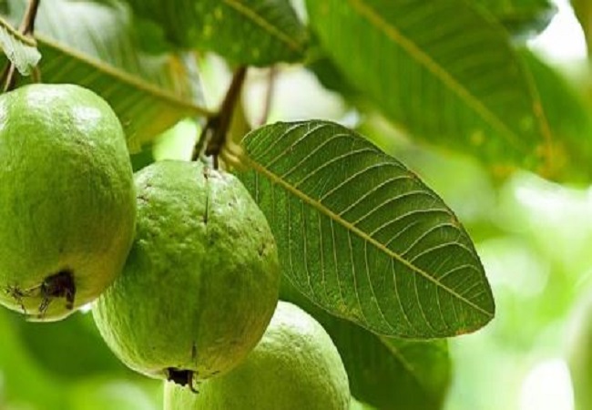 Benefits of eating guava leaves