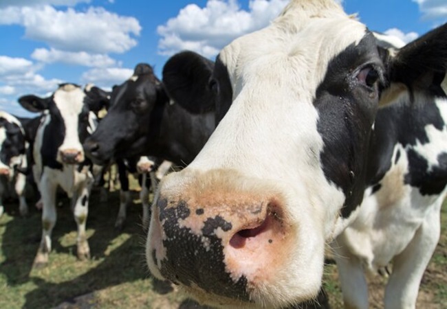 Spy Cows : इजरायल गायों से करवा रहा है जासूसी! ऐसे फिलीस्तीनी ग्रामीणों पर रख रहा नजर
