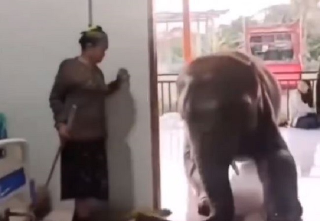 Viral Video: बूढ़े बीमार केयर टेकर को देखने पहुंचा हाथी, देख इमोशनल हुए लोग