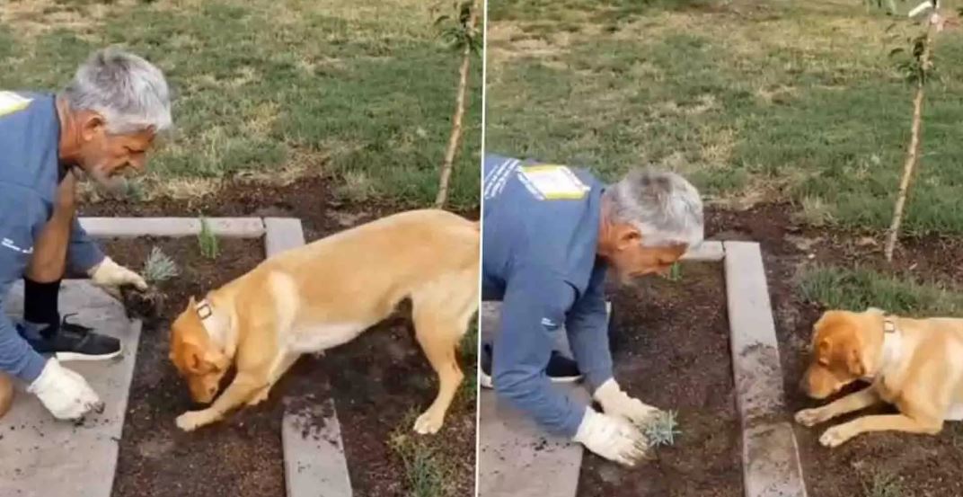 Trending Video: वफादार कुत्ते ने गड्ढा खोदने में ऐसे की शख्स की मदद, वीडियो देख आपभी होंगे हैरान