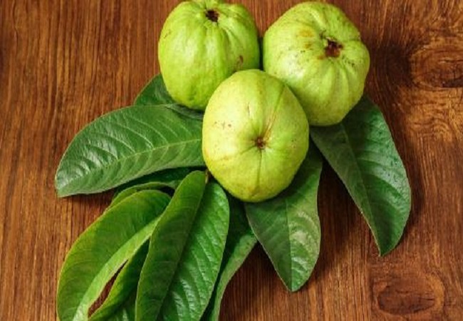 Benefits of Guava Leaves Powder