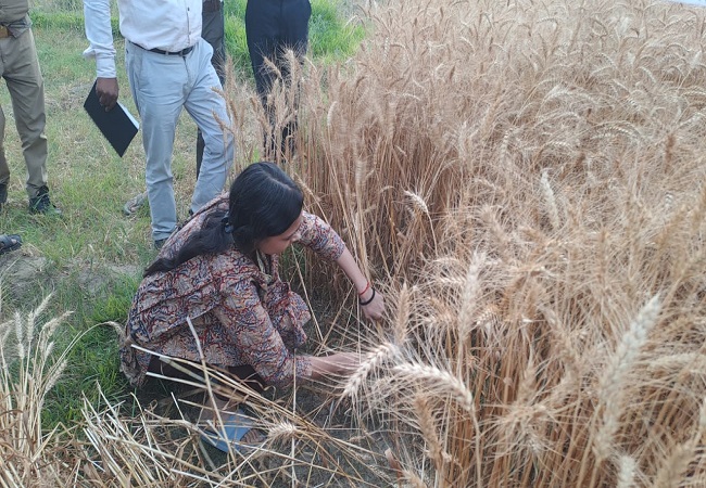 DM Kritika Sharma reached the fields to harvest wheat crop