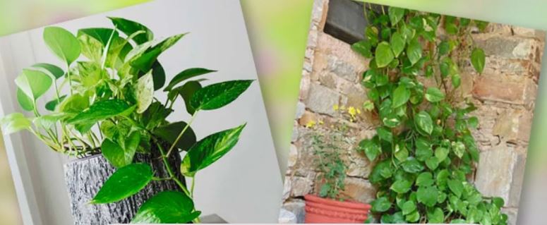 Lucky Plants : घर में लगाएं ये चमत्कारी पौधे, तरक्की आसमान छूने लगेगी