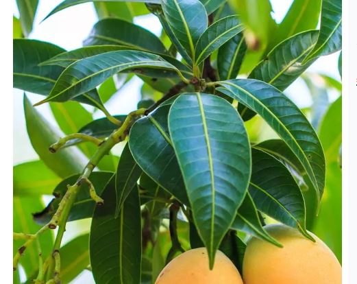 Mango leaves health benefits : आम की पत्तियां सेहत को पहुंचाती है फायदा , बीमारी से बचाते हैं  