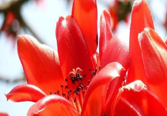 Benefits of Palash flower: घावों को भरने और खून को बहने से रोकने के अलावा पलाश के फूल के सेहत को होते हैं ये फायदे