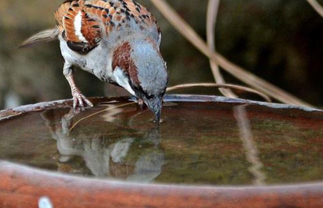 Summer Bird Care : गर्मियों में पक्षियों और पशुओं के लिए रखें साफ पानी , अन्न के दाने छायादार जगह में रखें