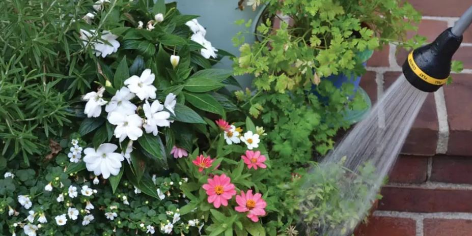 Summer Plant Care : बालकनी में लगे पौधों को सूखने से ऐसे बचाएं गर्मियों की छुट्टियों में , हरे भरे रहेंगे
