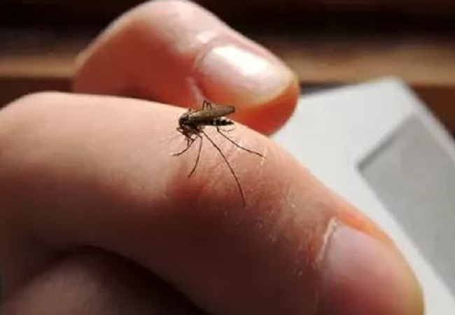 Home Remedies: मच्छरों से हैं परेशान तो किचन में मौजूद इन चीजों को इस्तेमाल कर पाएं छुटकारा