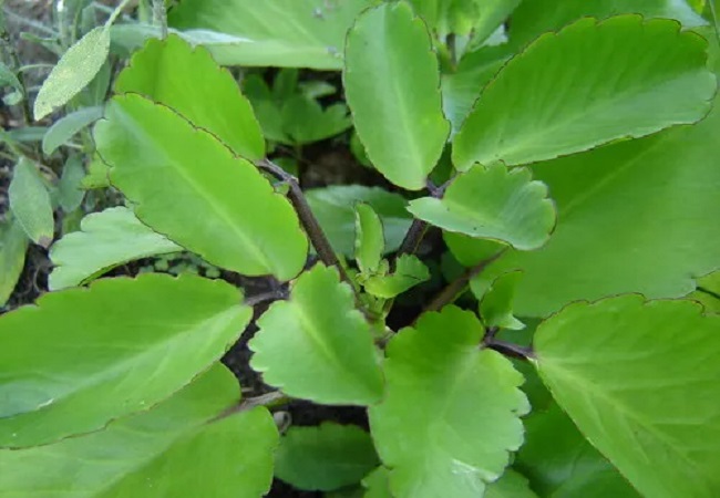these-leaves-are-a-panacea-for-many-problems-be-it-bloody-diarrhea-or-pain-from-stones