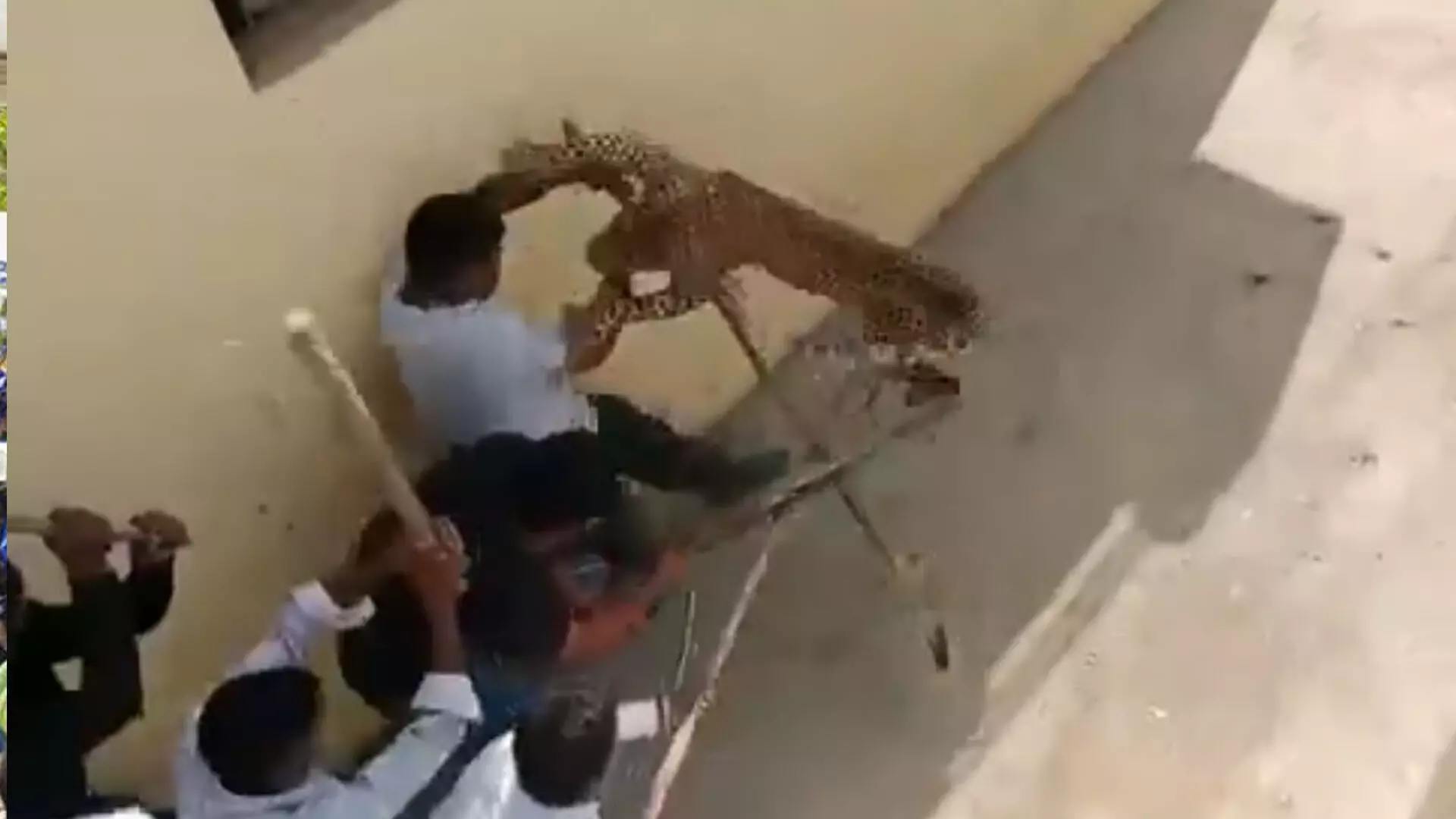 Shocking Video: तेंदुए ने अचानक लोगों पर किया हमला, लाठी के सहारे लोगों ने ऐसे बचाई जान
