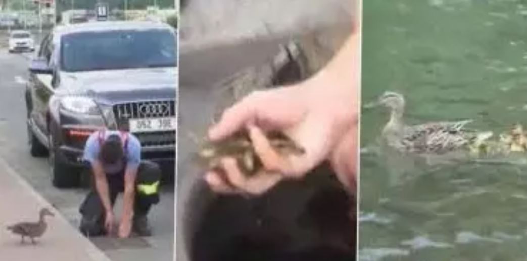 Baby Ducks Video: नाले में गिरे बत्तख के बच्चों की पुलिस ने बचाई जान, वायरल हुआ वीडियो