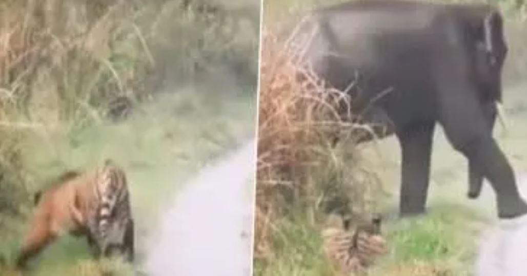 Shocking Video: हाथी को देख डर के मारे झाड़ी में छुपा जंगल का राजा, वीडियो देखने वाले हुए दंग
