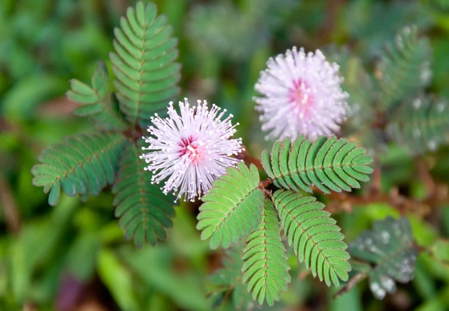 Benefits of Mimosa plant: छूते ही मुरझा जाने वाले इस पौधे में छिपे हैं कई औषधीय गुण
