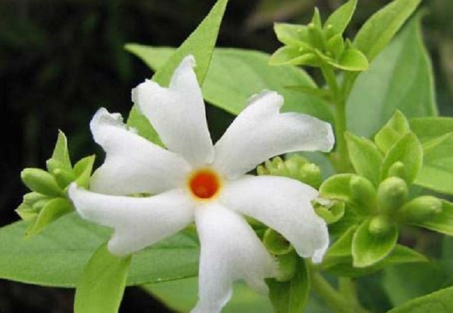 Benefits of Parijat leaves: परिजात की पत्तियों की चाय जोड़ो के दर्द में पहुंचाती है आराम