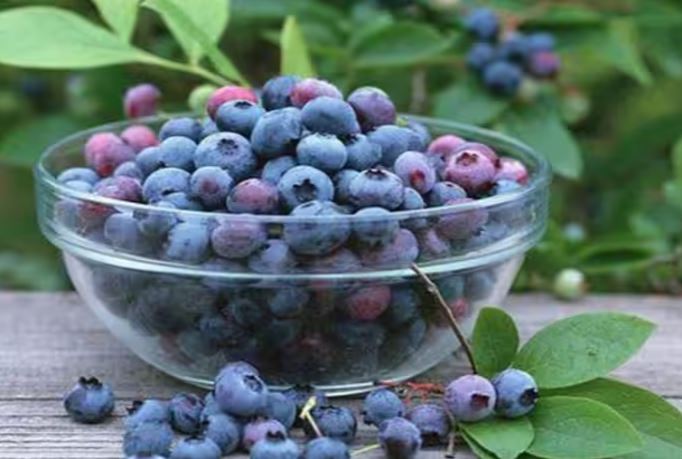 Falsa Fruit Benefits : गर्मियों में सेहत के लिए वरदान है फालसा फल, इलेक्ट्रोलाइट्स की कमी को पूरा करता है