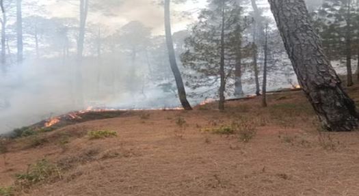 Forest Fire : कई घंटे तक धधकते रहे नैनीताल के जंगल,वन संपदा को काफी नुकसान पहुंचा