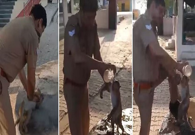 Viral Video: UP पुलिस कॉस्टेबल ने लू से बेहोश हुए बंदर को CPR देकर दिया नया जीवनदान, सराहनीय कार्य की हो रही है खूब तारीफ