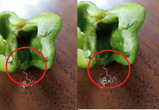 fiber or thread like worm in capsicum