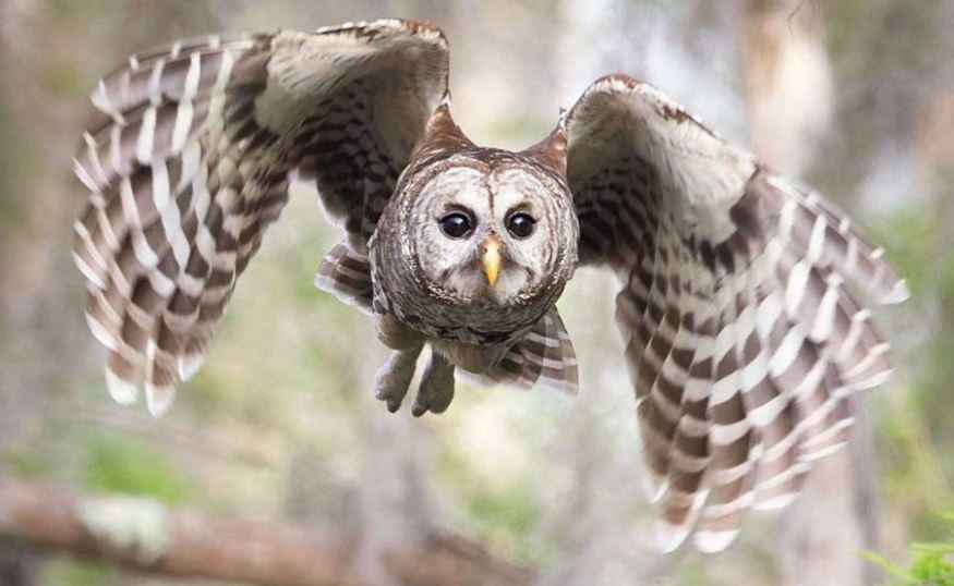 Amazing Owl Facts : उल्लू को कहीं सौभाग्य माना जाता है तो कहीं अशुभ , ऐसे देता है सफलता का संकेत