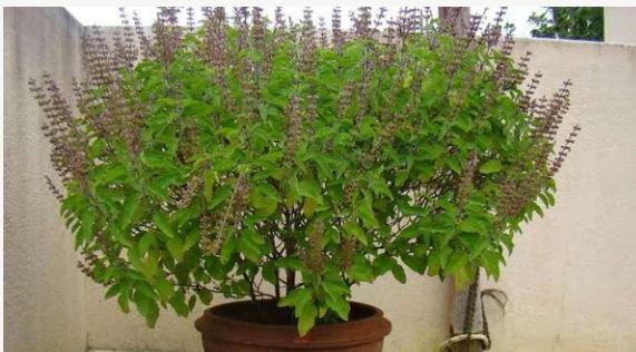 Summers Protect Basil Plant : गर्मियों में तेज धूप से ऐसे बचाएं पवित्र तुलसी का पौधा , जानें क्या करना चाहिए