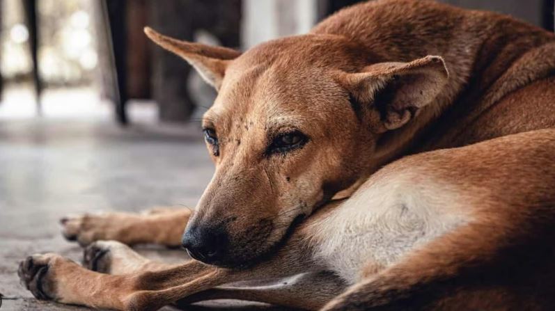 Viral Video: आवारा कुत्ते को पीट-पीटकर मार डालने के आरोप में दो लोग गिरफ्तार, वायरल हुआ वीडियो